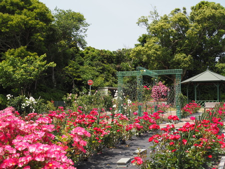 2024.05.25 平戸 崎方公園ANJINローズガーデンP5256610