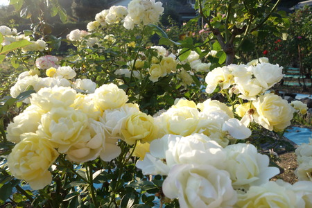 £±£±¡ÝÂç¼¼¤µ¤ó¡¡¡¡¥Ð¥é±àDSC07041