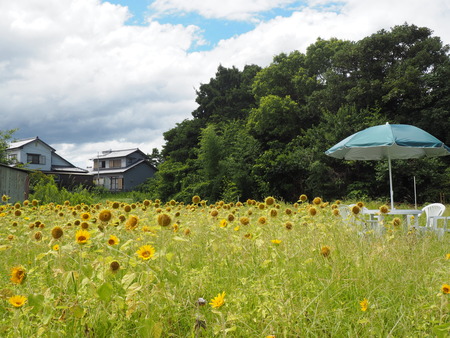 2022.07.30�縶��ͭ��Į���Ҥޤ��ȪP7303857