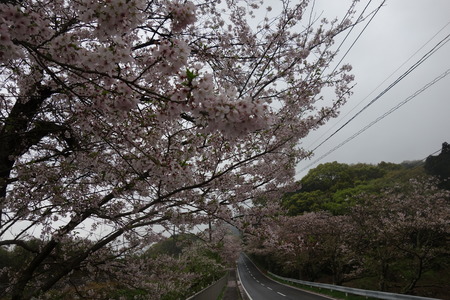 6−多良見町古川の桜並木DSC02005