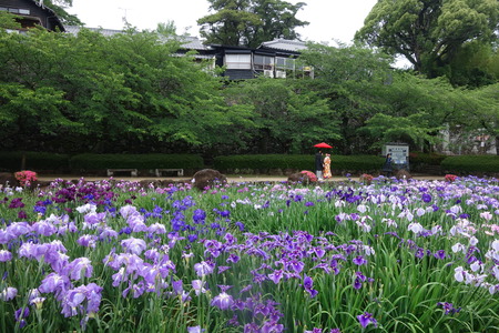 14-五島大村公園 花菖蒲DSC07558