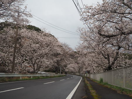 11-�����¿�ɸ�Į������Х���κ�����P3203874