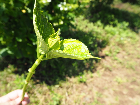 2021.05.28������Կ���Į���å���������P5232186