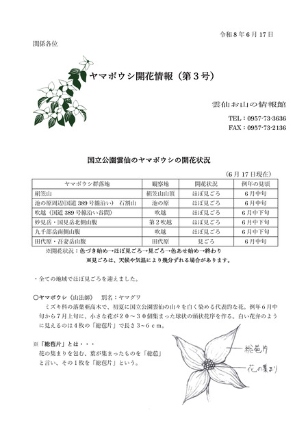 kaika_yamaboushi-20260617
