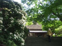 dai-10DSCF6529