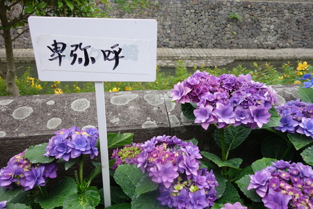 9-長崎あじさい祭り 卑弥呼DSC07842