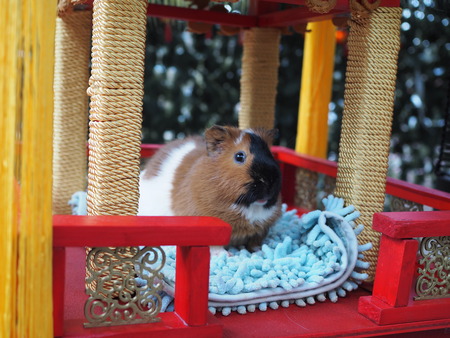 Ĺ����ࡡ����åȤΥ���P2141817