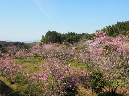 2024.03.16 大村市東大村 松本さん桃の花P3166112