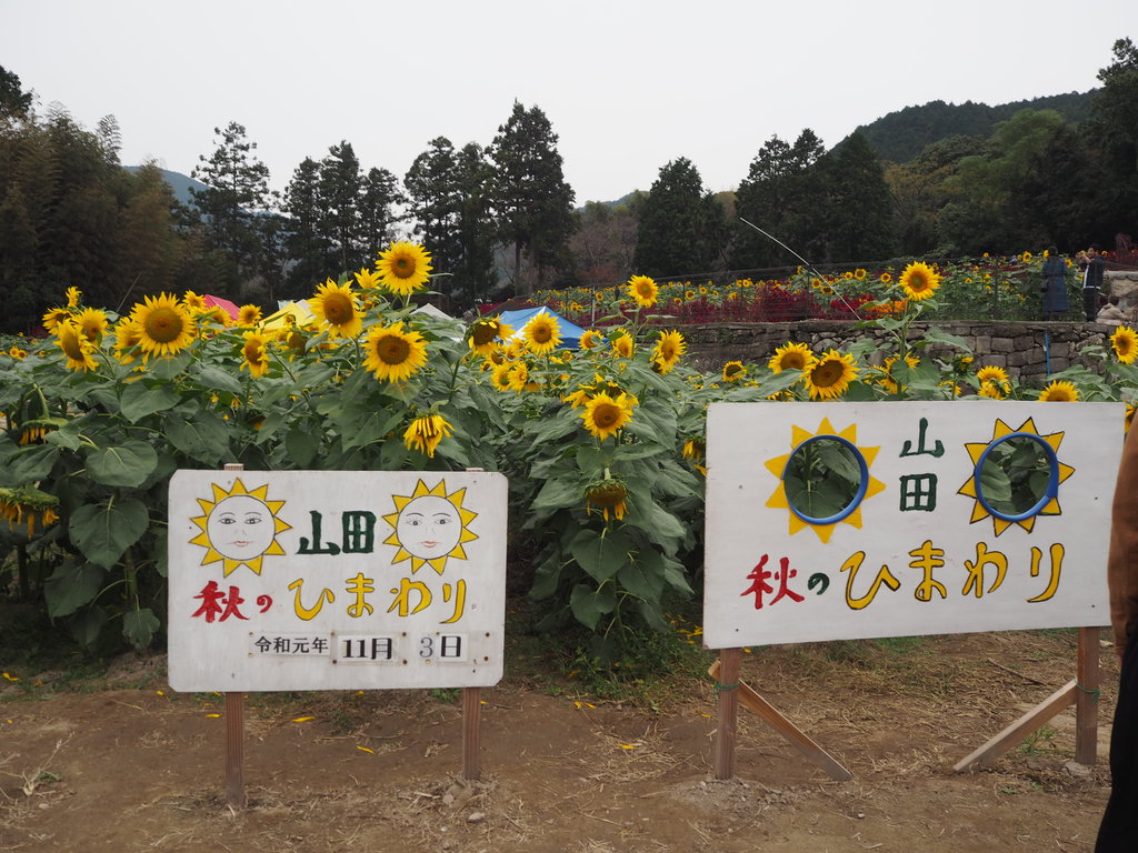 晩秋に咲く1万本のヒマワリ 山田ひまわり園 佐賀県みやき町 長崎 諫早市民 ふくちゃんの食う 寝る 遊ぶ日記 晩秋に咲く1万本のヒマワリ 山田ひまわり園 佐賀県みやき町 長崎 諫早市民 ふくちゃんの食う 寝る 遊ぶ日記