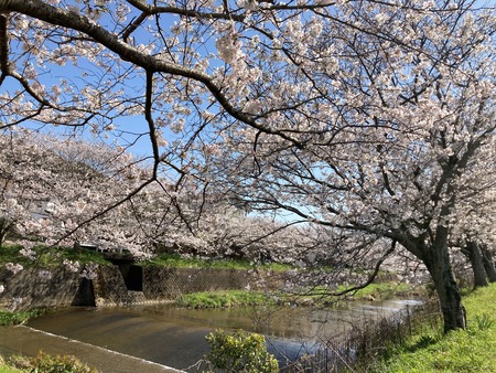 2023.03.28 諌早市平山町 東大川の桜並木IMG_5535