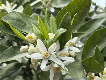 みかんの花IMG_5689