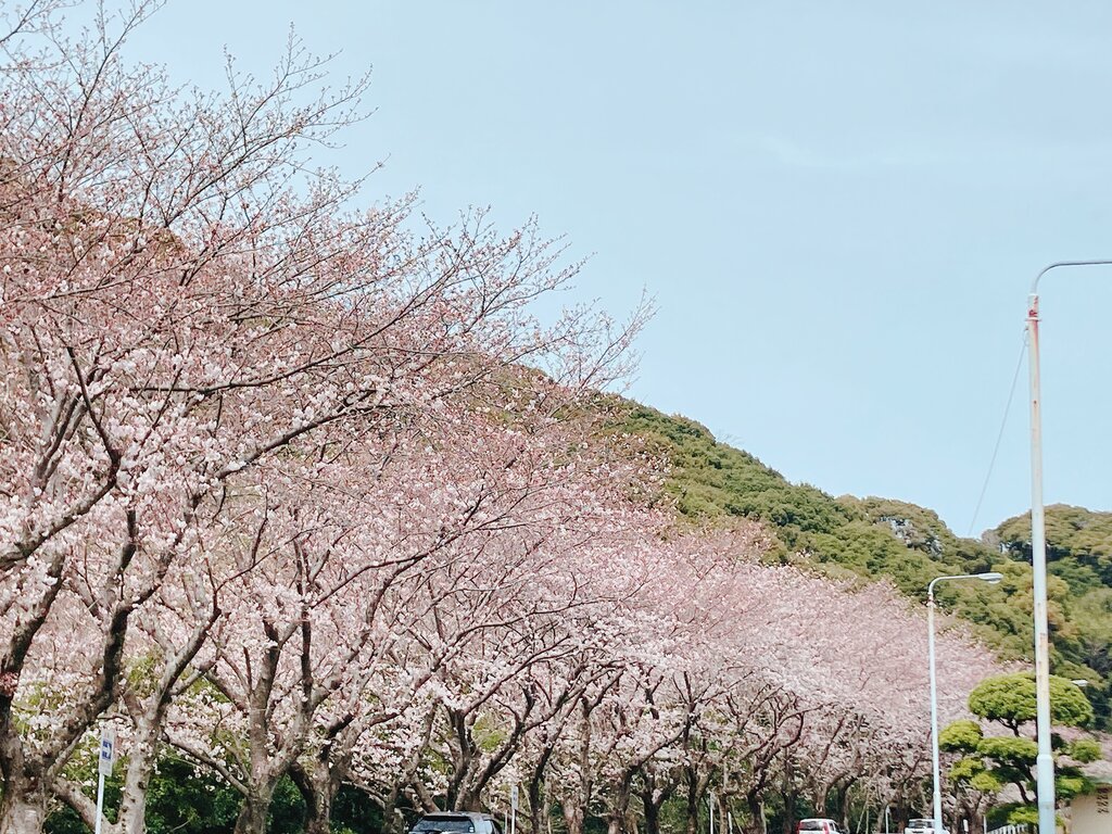 22 長崎県内 桜と菜の花の開花情報まとめ 長崎 諫早市民 ふくちゃんの食う 寝る 遊ぶ日記