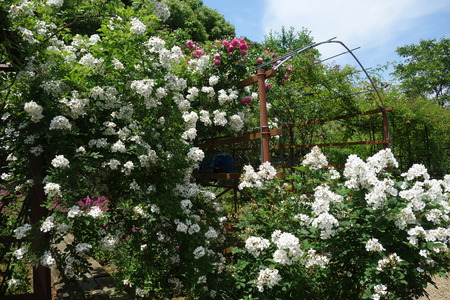 8-����Х��DSC00271