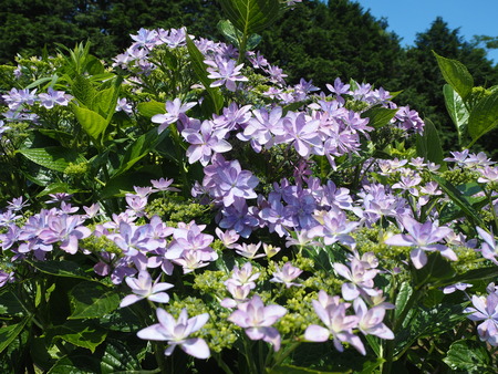 2021.05.28������Կ���Į���å���������P5232152