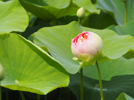 2023.06.10������Կ���Į������ϥ���P1019497