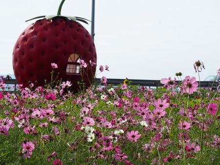 °æºê¥Õ¥ë¡¼¥Ä¥Ð¥¹Ää¤Î¥³¥¹¥â¥¹P1012107