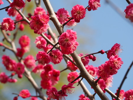 2023.02.15 長崎市松原町 虎馬園P1016098