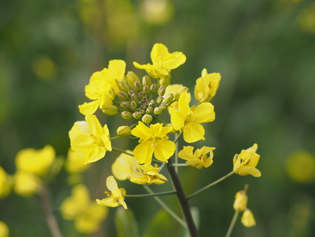 �������⸶�κڤβ�P3151425