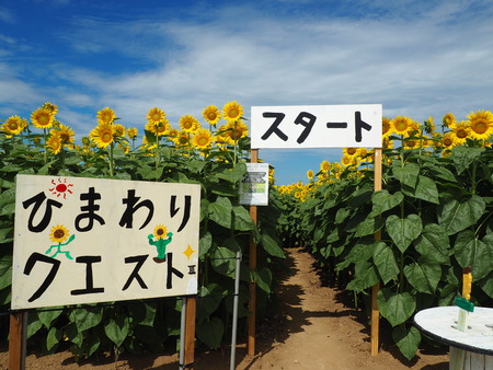 2023.08.05¡¡±ÀÀç»Ô¸ãºÊÄ®¤Ò¤Þ¤ï¤êȪP1011779