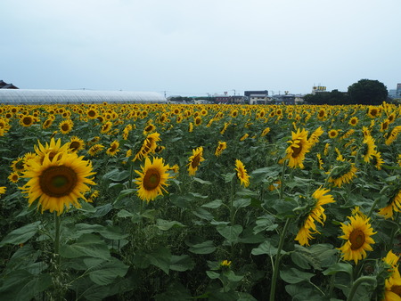 2021.06.19 大村市ひまわりP6154207