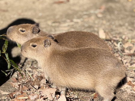 Ĺ��Х����ѡ��������ԥХ�IMG_0387