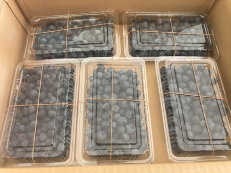 2025.08.14������ԡ����ӥ֥롼�٥꡼��IMG_8929