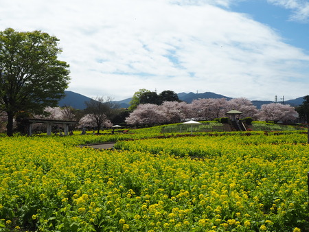 2023.04.01 島原市 有明フラワーパークP1011773