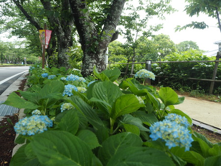13-大村公園 花菖蒲PP5310120