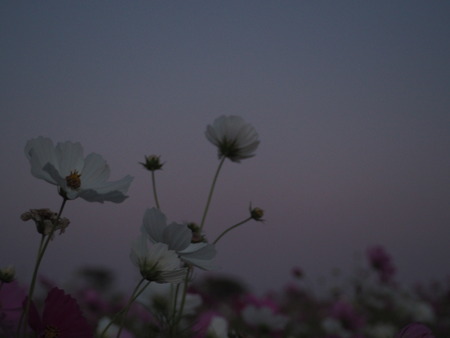 2022.10.15 ëÝÁá»Ô¹âÍè¡¡´³Î¦ÃÏ¥Õ¥é¥ï¡¼¥¾¡¼¥óPA151413