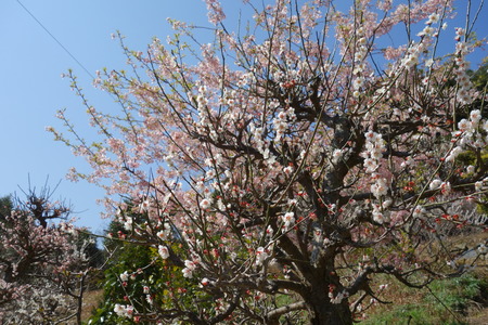 13-虎馬園DSC04926