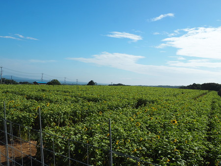 2023.08.05¡¡±ÀÀç»Ô¸ãºÊÄ®¤Ò¤Þ¤ï¤êȪP1011685