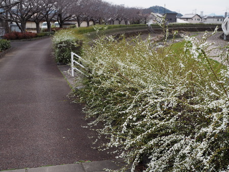 ��¼�ԡ�������褤�Υ業��ʥ�P3081792