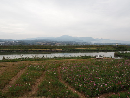 2022.10.16 諫早市不知火橋下のコスモス畑PA161749