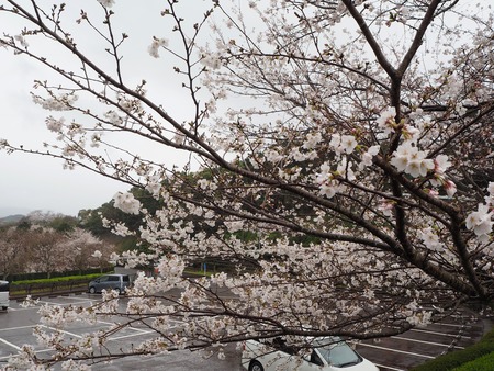 3-�����¿�ɸ�Į������Х���κ�����P3203943