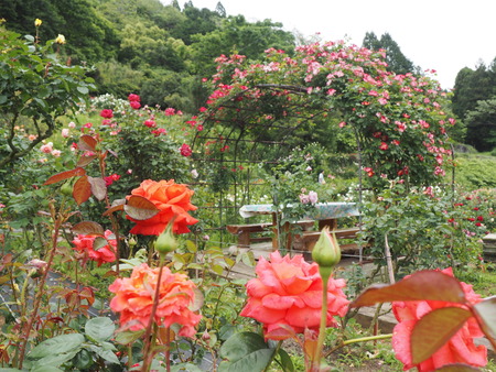 2024.05.11 諫早市大場町 大室さんのバラ園P5112980
