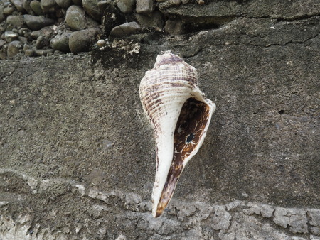 2023.07.29Ĺ��԰˲��硡�ץ쥸�㡼�������ɥߥ塼������P1010956