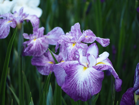 2021.05.25 大村公園 菖蒲P5232398