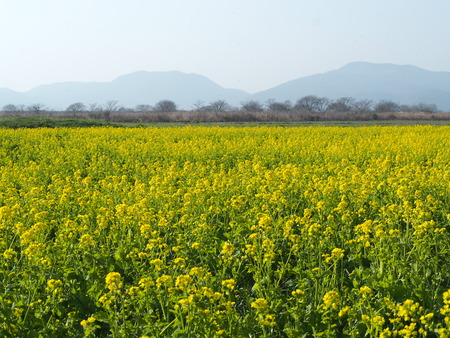 2024.03.15 高来町フラワー干拓地P3154225