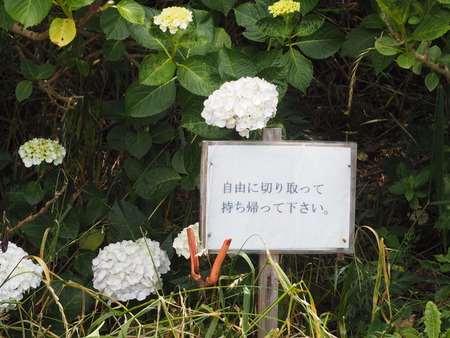 2023.06.10������Կ���Į���ä��������ࡡ���Ĥ�����P1019885