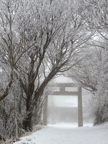 雲仙仁田峠の霧氷IMG_3970