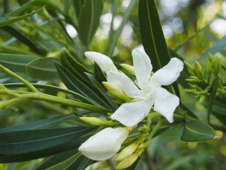 2023.07.24������������Į����곤����쥭���׾�P1018527