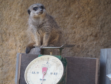 2021.11.14 �����ݻԡ��彽����ư��ʪ�ࡡ�������PB136401