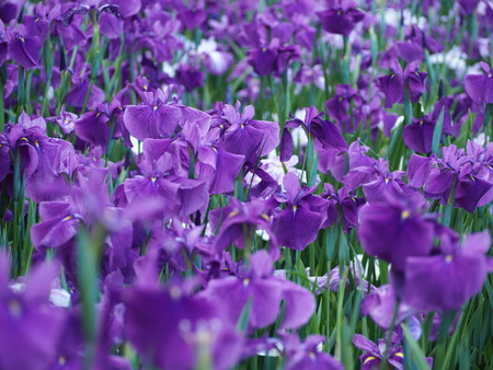 2021.05.25 大村公園 菖蒲P5232399