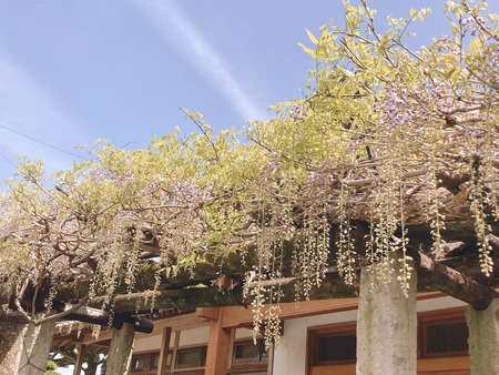 2022.04.13 Ĺ�����ΤĮ���Ų��ƣêIMG_4811