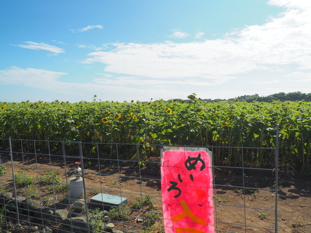 2023.08.05¡¡±ÀÀç»Ô¸ãºÊÄ®¤Ò¤Þ¤ï¤êȪP1011684