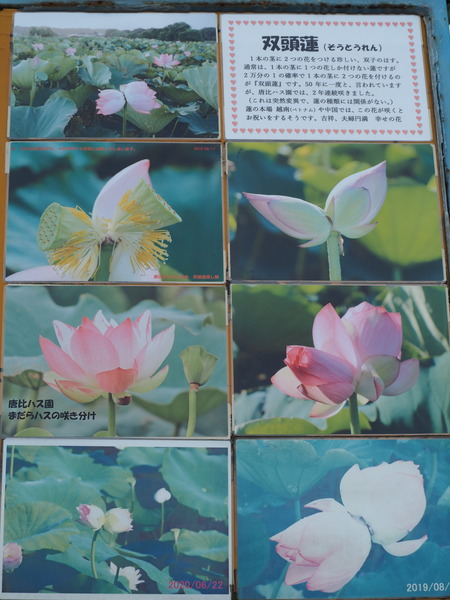 2021.06.18 ԡϥP6174354