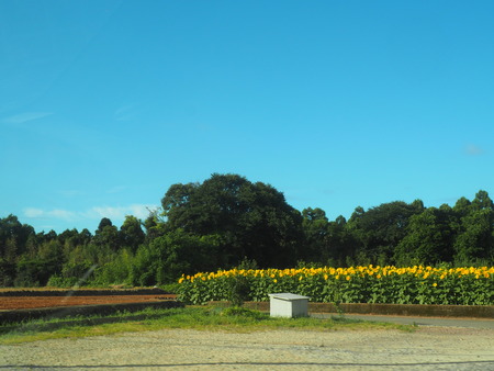 2022.08.06 雲仙市愛野町ひまわり畑P8053945