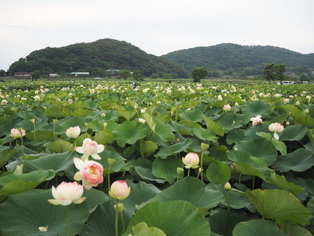 ハス園