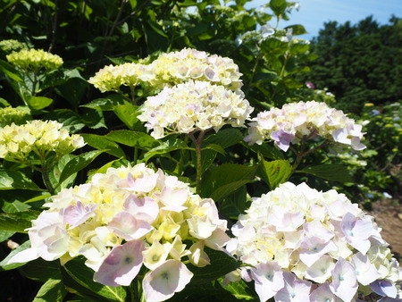 2021.05.28������Կ���Į���å���������P5232142