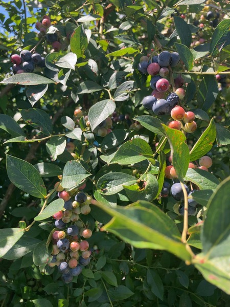 2025.08.14������ԡ����ӥ֥롼�٥꡼��IMG_8853